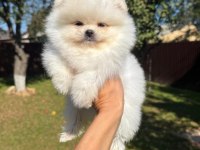 Pomeranian Boo Yavrularımız Irk Garantili