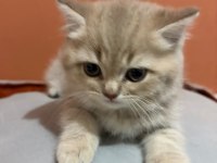 British Shorthair Yavru AY12 Şecereli Baba Bursa