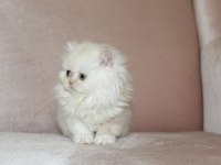 British Longhair, Vena yı sahiplendiriyoruz 2 aylık