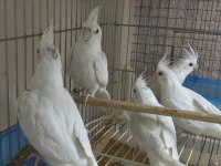 Albino Sultan Papağanı Yavru