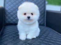 ukranya girişli pomeranian boo yavrum