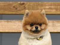 Pomeranian Ayı Surat Ezel