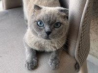 Erkek 1 Yaşında Scottish Fold