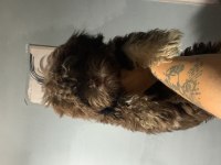 Chocalatte maltipoo