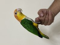 Konuşan Caique 81 ile gönderim mevcut