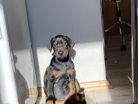 A KALİTE DOBERMAN SİYAH 2 aylık