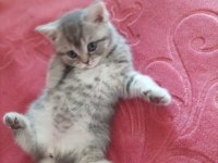 Scottish fold dişi