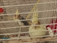 Ele alışık Sultan Papağanı Takımı