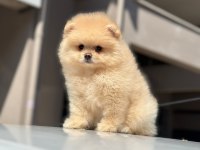 Pomeranian boo yavrularımız orijinal