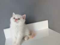 British shorthair red point