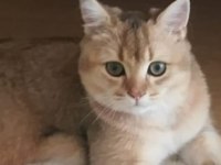 british shorthair golden
