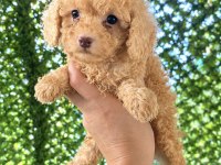 UYGUN KREM TOY POODLE