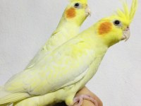 Jumbo Boy Ev Üretimi A Kalite Erkek Lutino Sultanlar