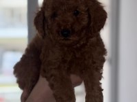 Poodle yavrularımız yeni ailerini bekliyor