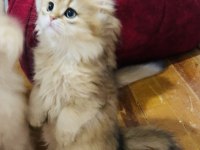 British longhair Ny 11 ve Ny12