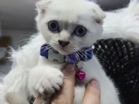 2 aylık scottish fold yavrular