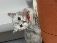 Güzeller güzeli sevecen straight kedimi sahiplendiriyorum