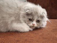 Lilak scottish fold bicolor dişi