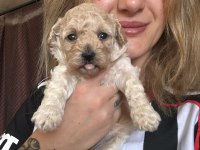 Maltipoo Yavrularımız