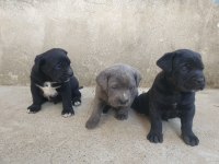Orjinal A Kalite Cane Corso