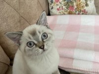 85 Günlük Bütün Tuvalet Eğitimli Parazit Yapılmış British