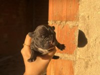 Rezerve french bulldog yavrular
