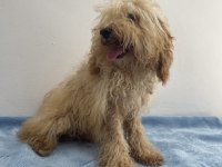 Apricot Güzeli Poodle Köpeği