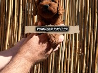 Red Brown Toy Poodle