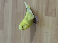 JUMBO DİŞİ MUHABBET KUŞU