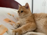 10 aylık full şecereli ny12 british shorthair