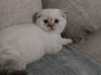 2 Aylık Dişi Safkan Scottish Fold