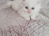 2 Aylık Dişi Yavrum British Longhair
