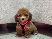 Teacup Aşılı Tuvalet Egıtımlı Poodle Yavrumuz