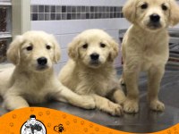 Golden Retriever Baby