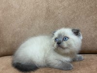 Blue point scottish fold bebekler