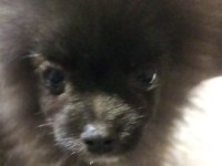 3 Aylık Pomeranian Sahiplendirme