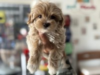 Ankaranın en seçkin tea cup kore maltipoo yavruları