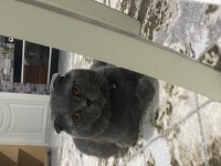 Scottish fold erkek kedimiz