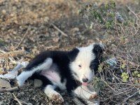 Border Collie Yavru Köpeklerimiz