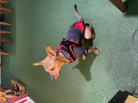 Chihuahua 9 Aylık (Şivava)