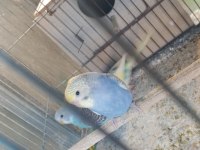 Yeni yeme inmiş bebek muhabbetler