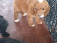 Cockapoo bebekler