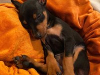 HASIM SİLEN DOBERMAN YAVRULARI