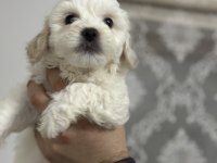 Sahiplendirmeye hazır maltese boncuklarımız