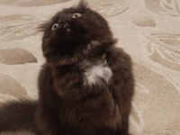3 aylik Tuvalet eğitimli çirkin kral scottish fold