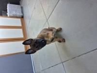 Şampiyon Kan Hattından Geleceğin Çalışma Köpekleri