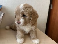 1.5 AYLIK ORJİNAL MALTİPOO YAVRULARI