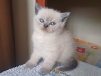 British Shorthair Yavrumuz