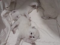 Bluepoint british longhair yavrular