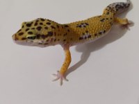 Leopard gecko dişi ve erkek